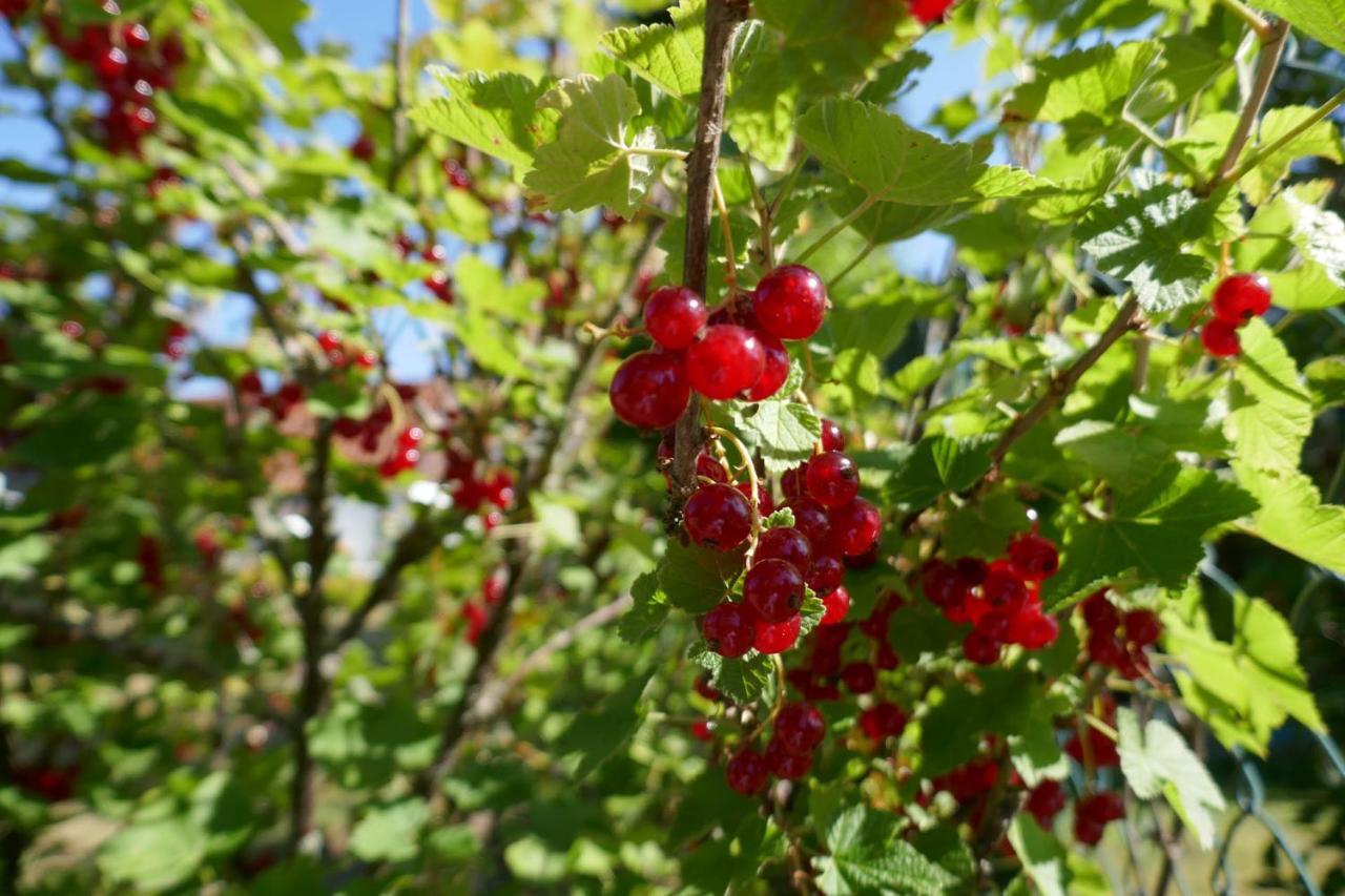 Idas Garten Bad Lauterberg Kültér fotó